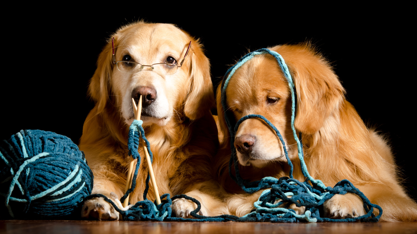 Две собаки породы золотистый ретривер со спицами и клубком ниток