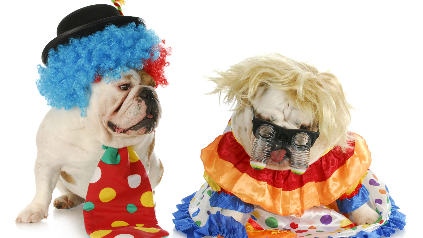 Два английских бульдога в маскарадных костюмах на белом фоне
