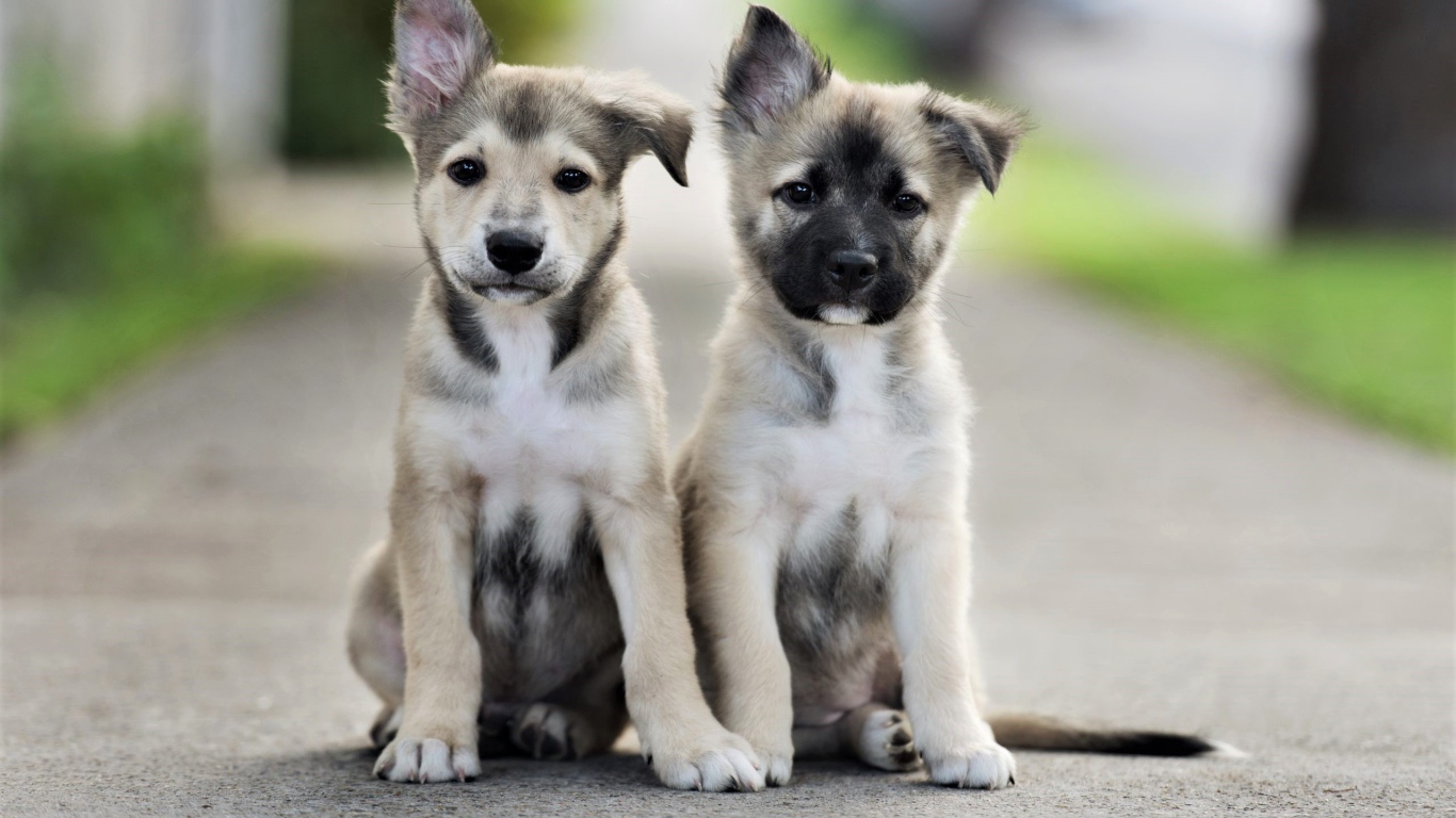 Два маленьких милых щенка сидят на дороге