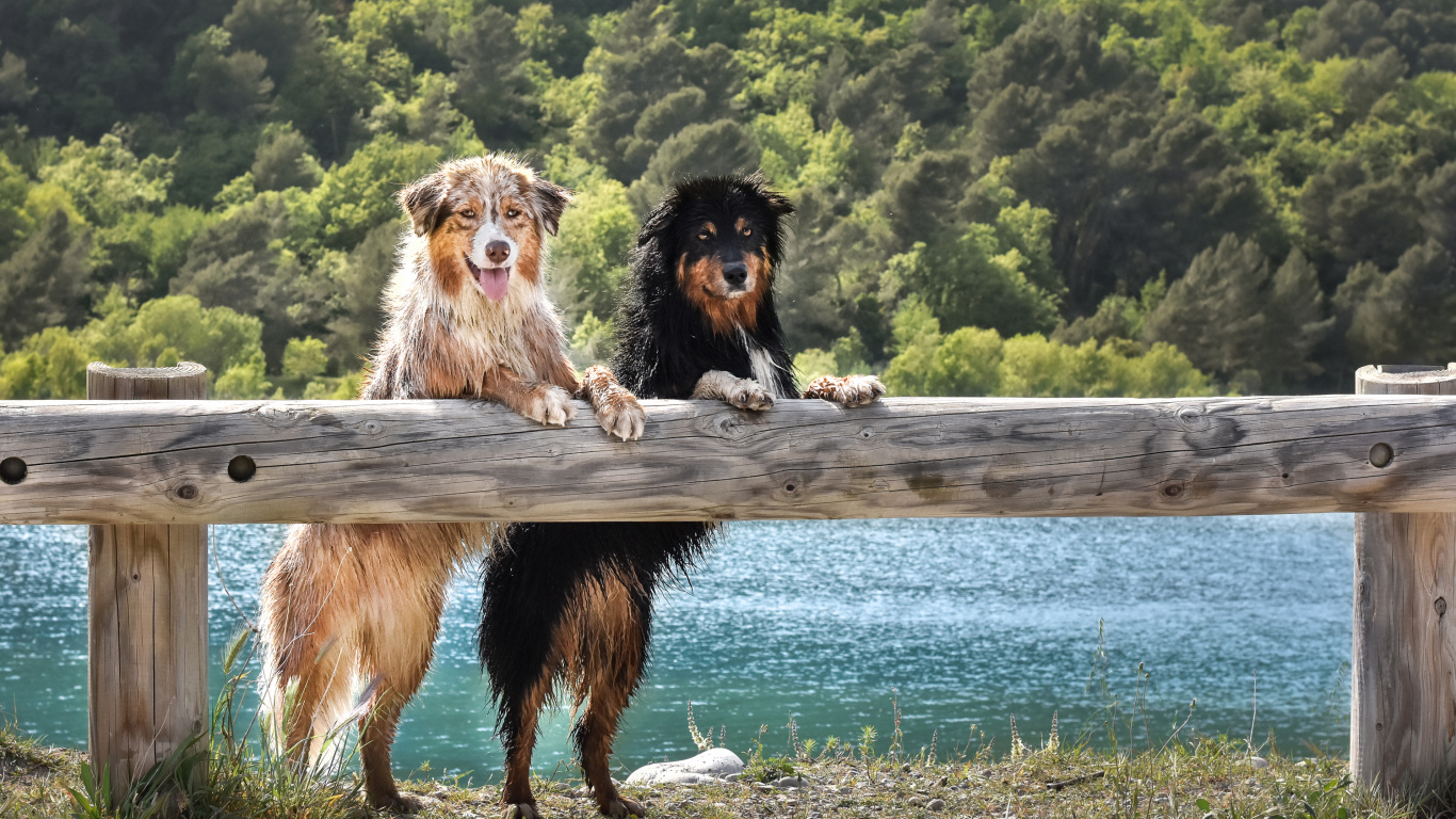 Две мокрых собаки породы Австралийская Овчарка