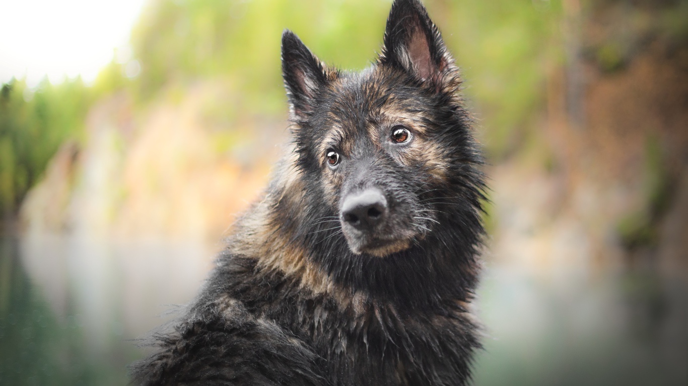 Мокрая большая собака с грустной мордой