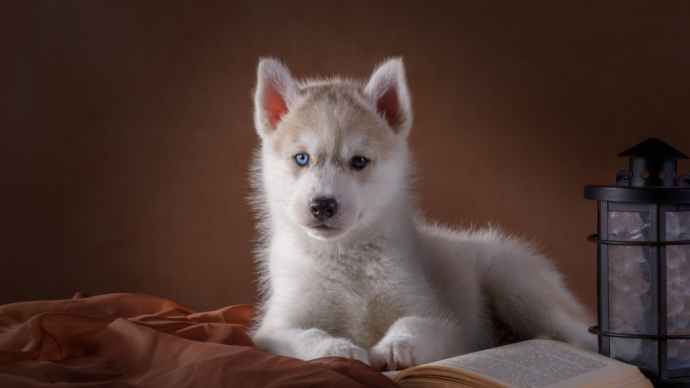 Белый щенок хаски с книгой
