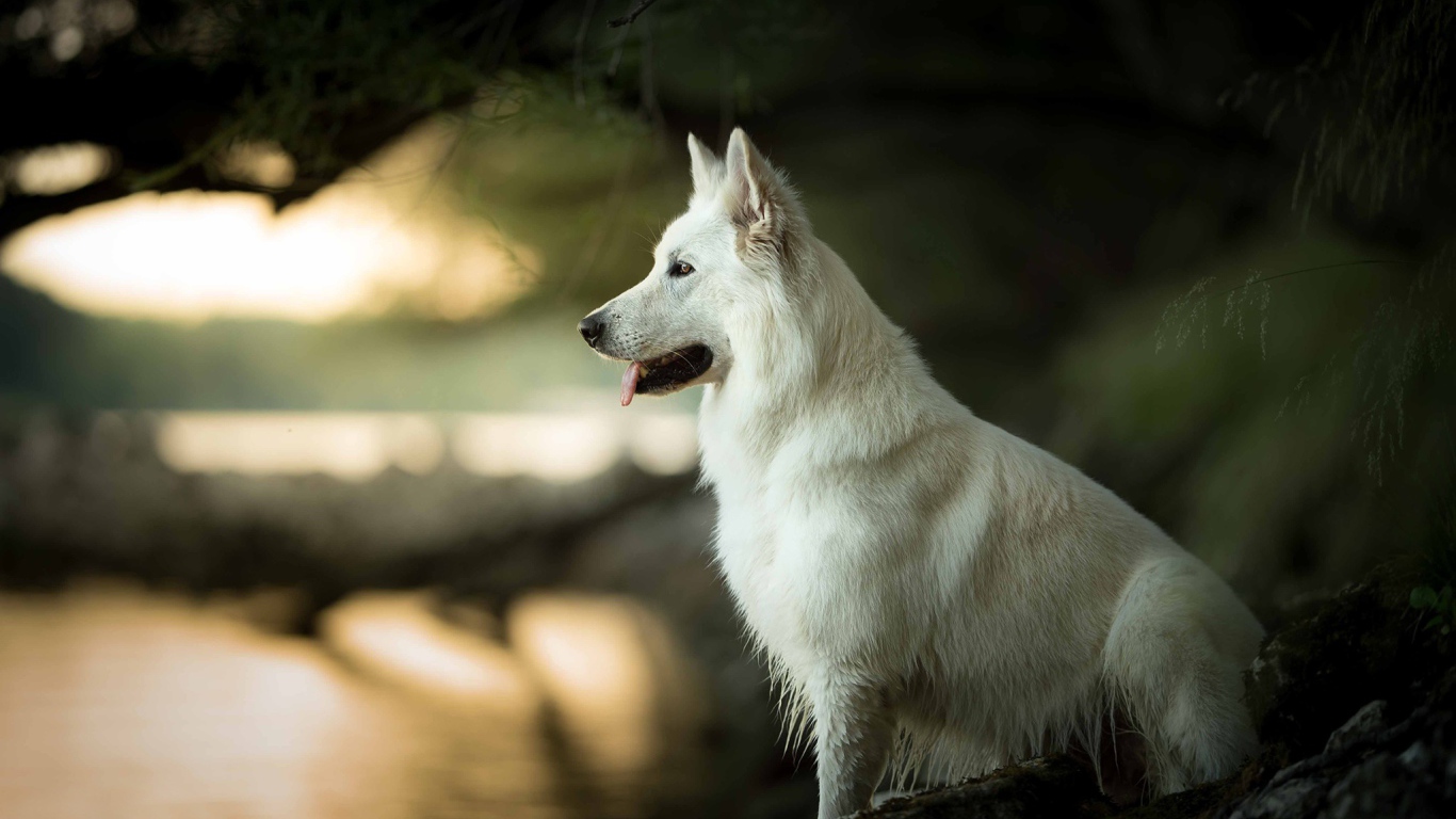 Белая швейцарская овчарка с высунутым языком сидит на камне