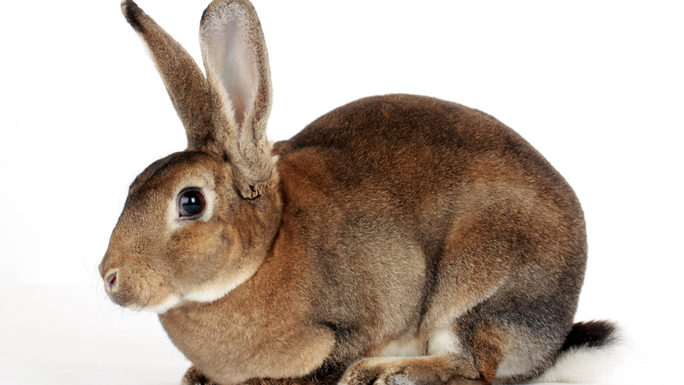 Большой кролик на белом фоне