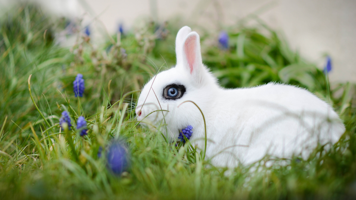 Белый голубоглазый декоративный кролик в зеленой траве
