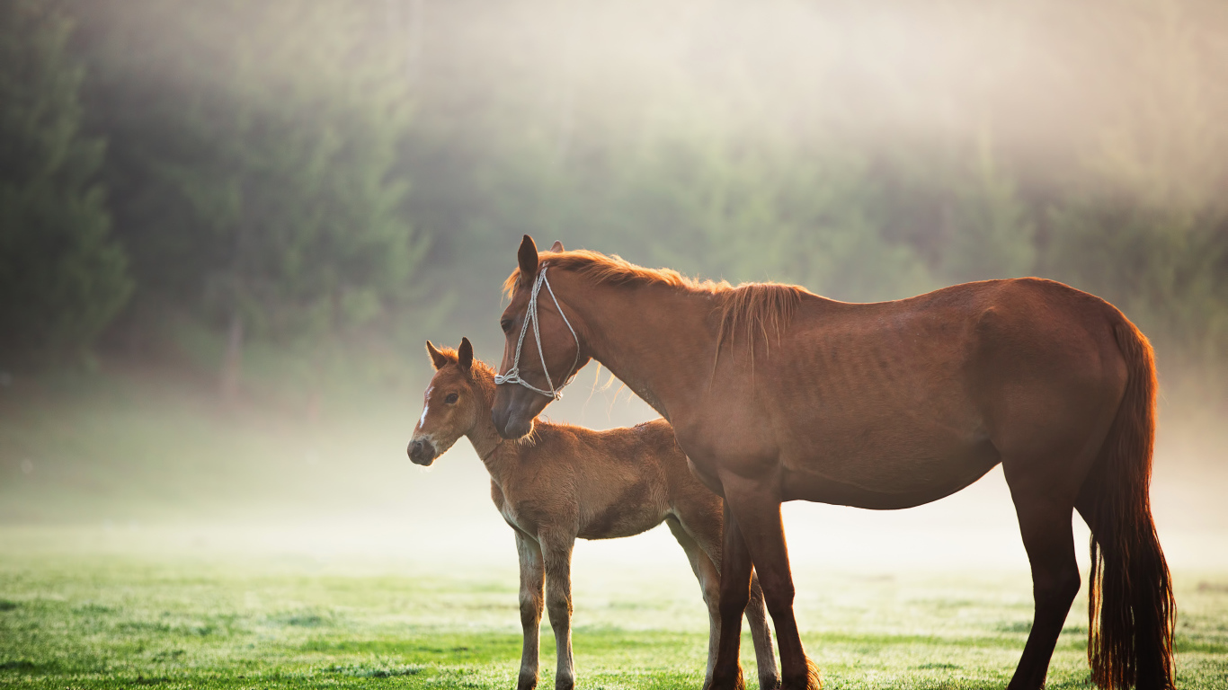 Коричневая лошадь с жеребенком гуляет по полю с зеленой травой