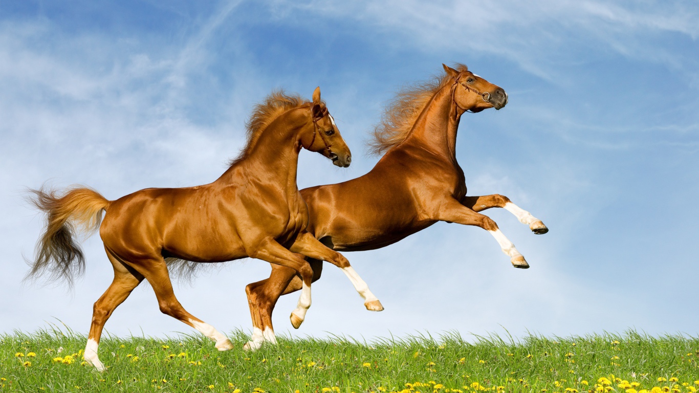 Пара лошадей бежит по полю на фоне голубого неба