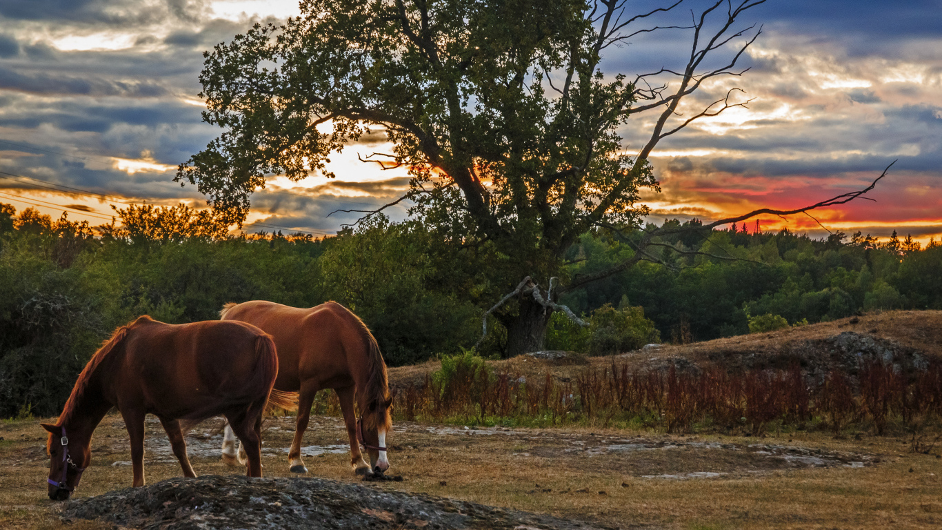 Две коричневых лошади пасутся на закате солнца