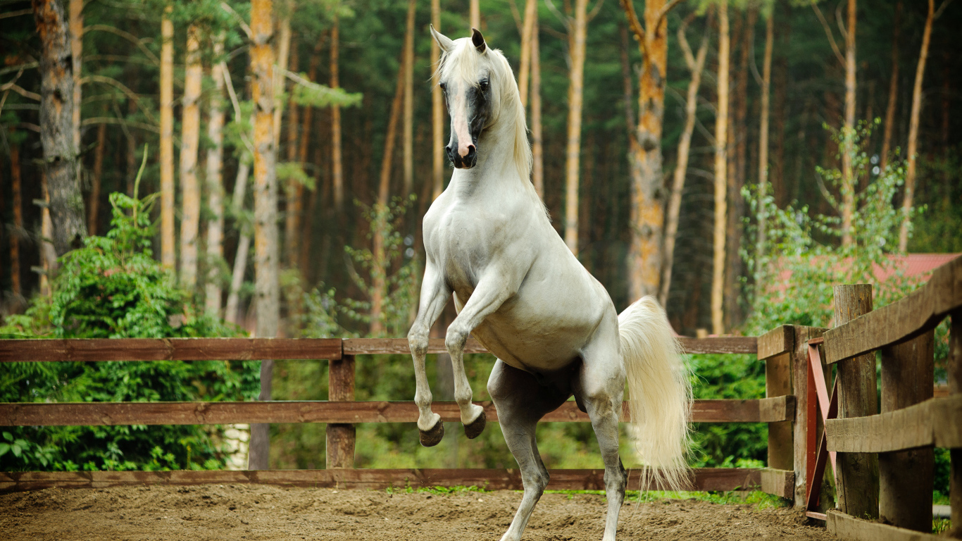 Белый конь встал на дыбы 