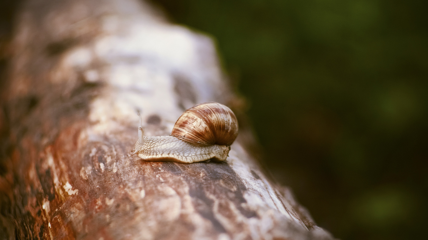Улитка сидит на сухом стволе дерева