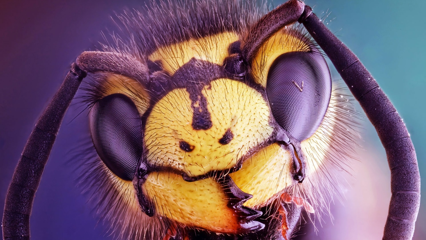 Голова осы крупным планом 