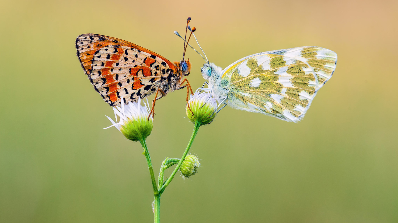 Две красивых разноцветных бабочки на цветке 