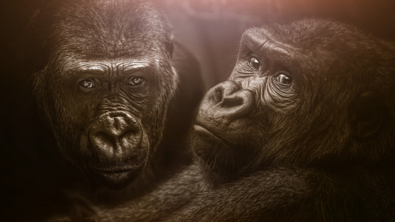Две большие черные гориллы 