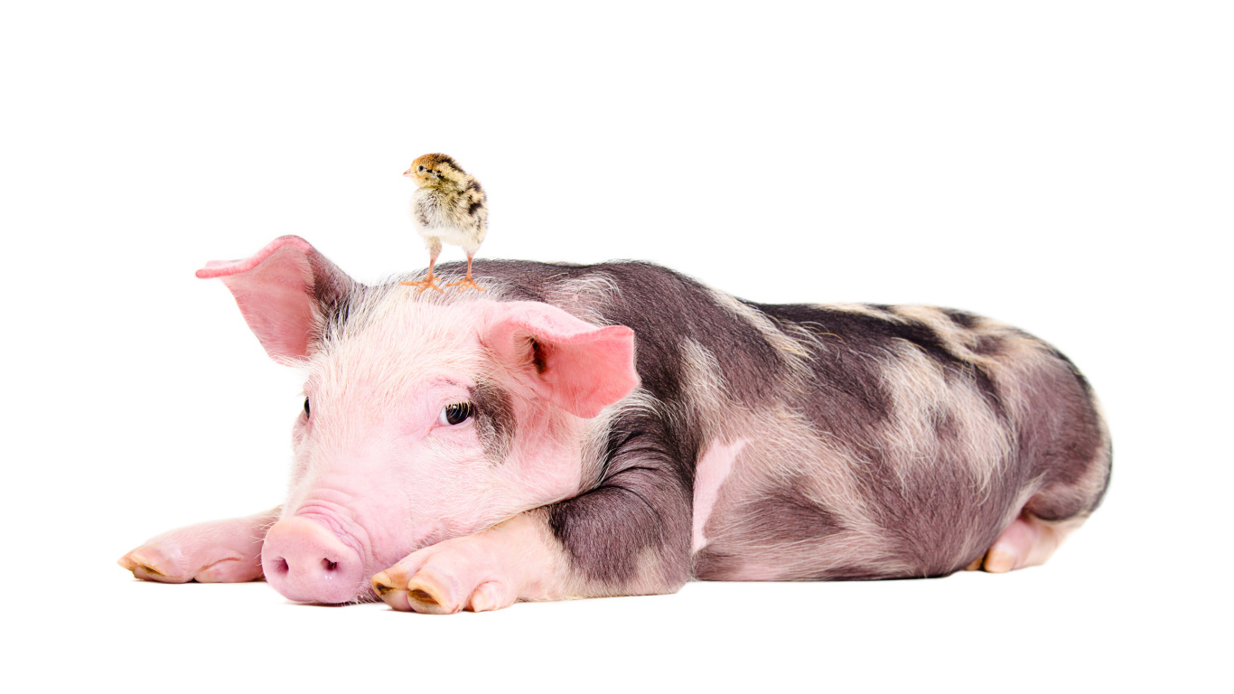 Забавный поросенок с цыпленком на голове 