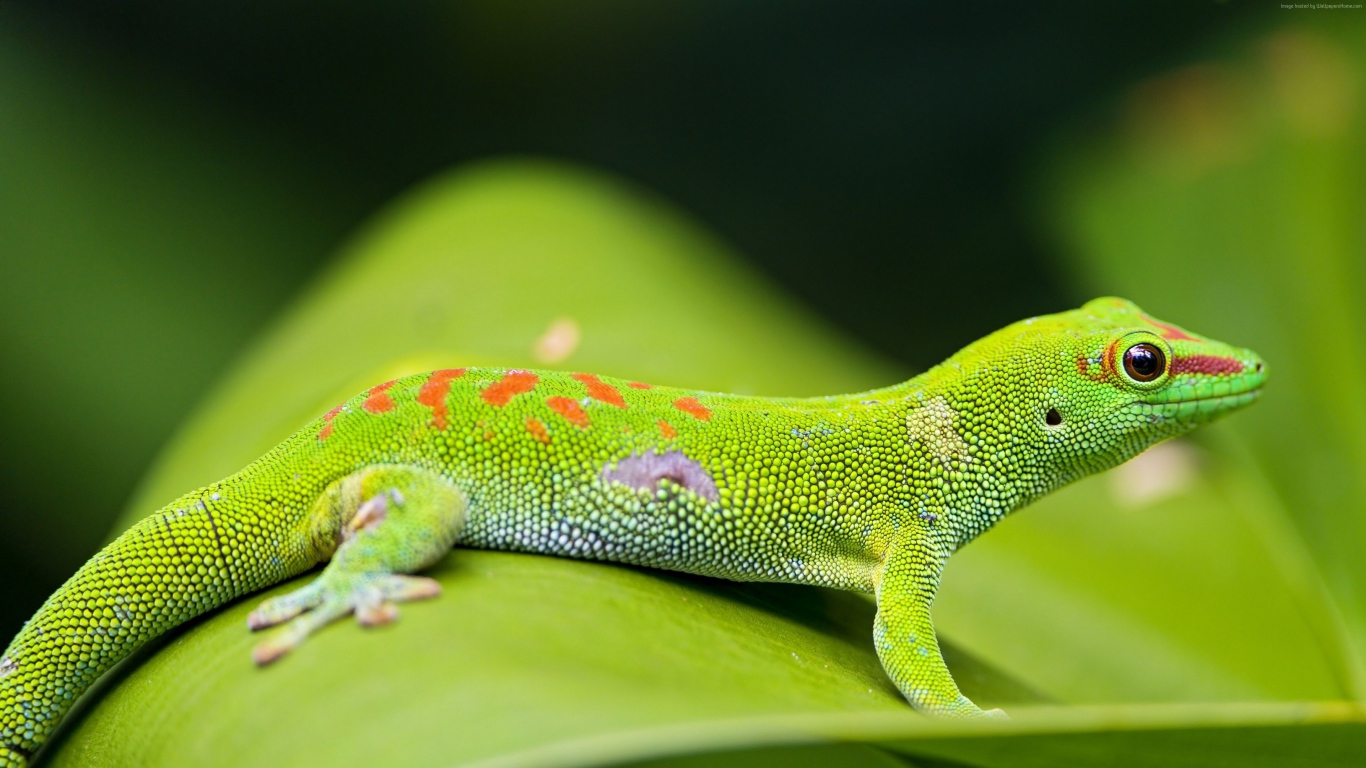 Beautiful green gecko on a green leaf