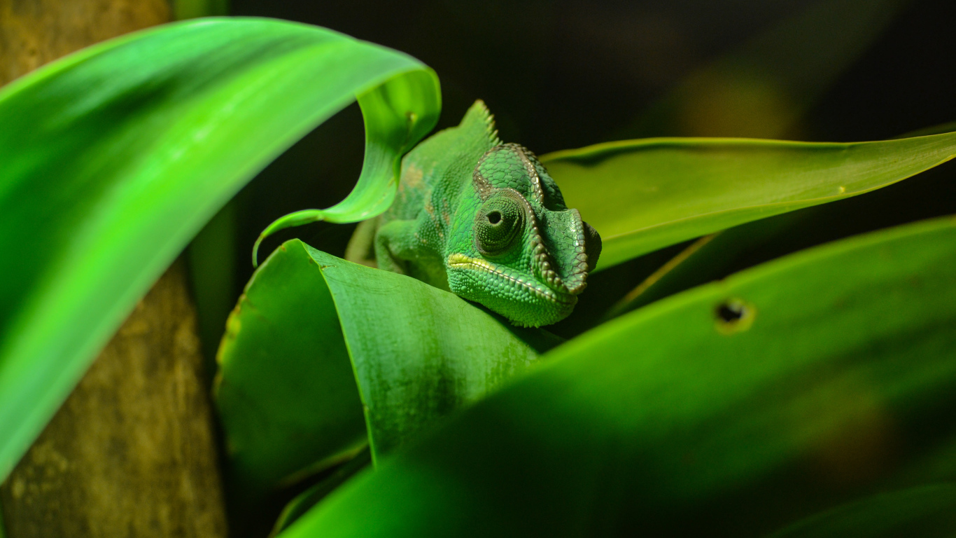 Зеленый хамелеон спрятался в зеленых листьях 