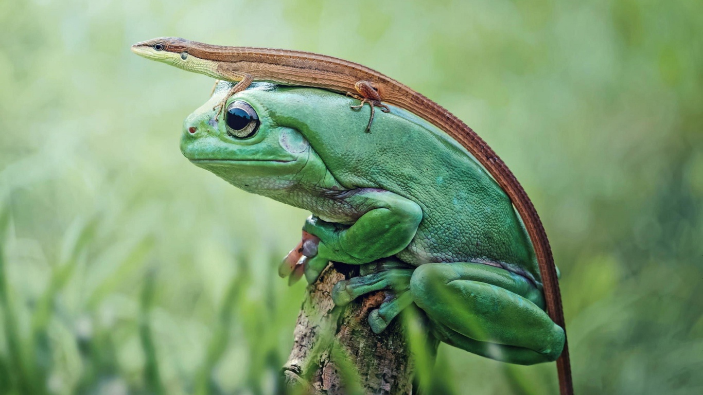 Ящерица сидит на большой зеленой лягушке 