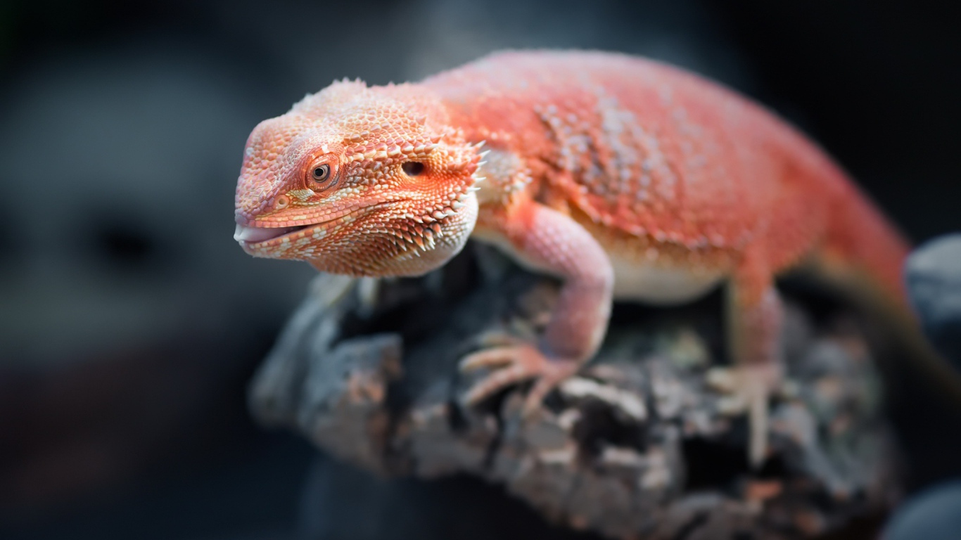 Оранжевая бородатая агама сидит на камне 