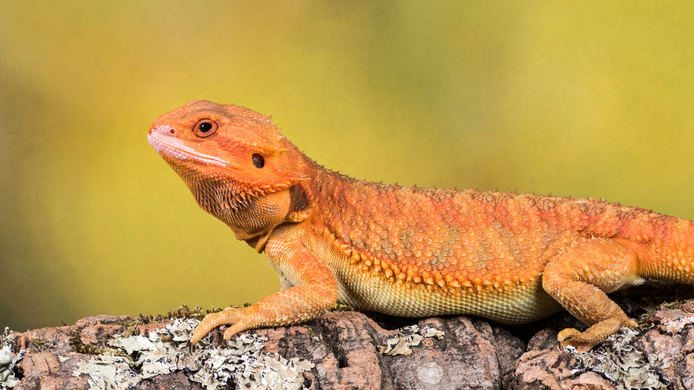 Оранжевая ящерица сидит на камне