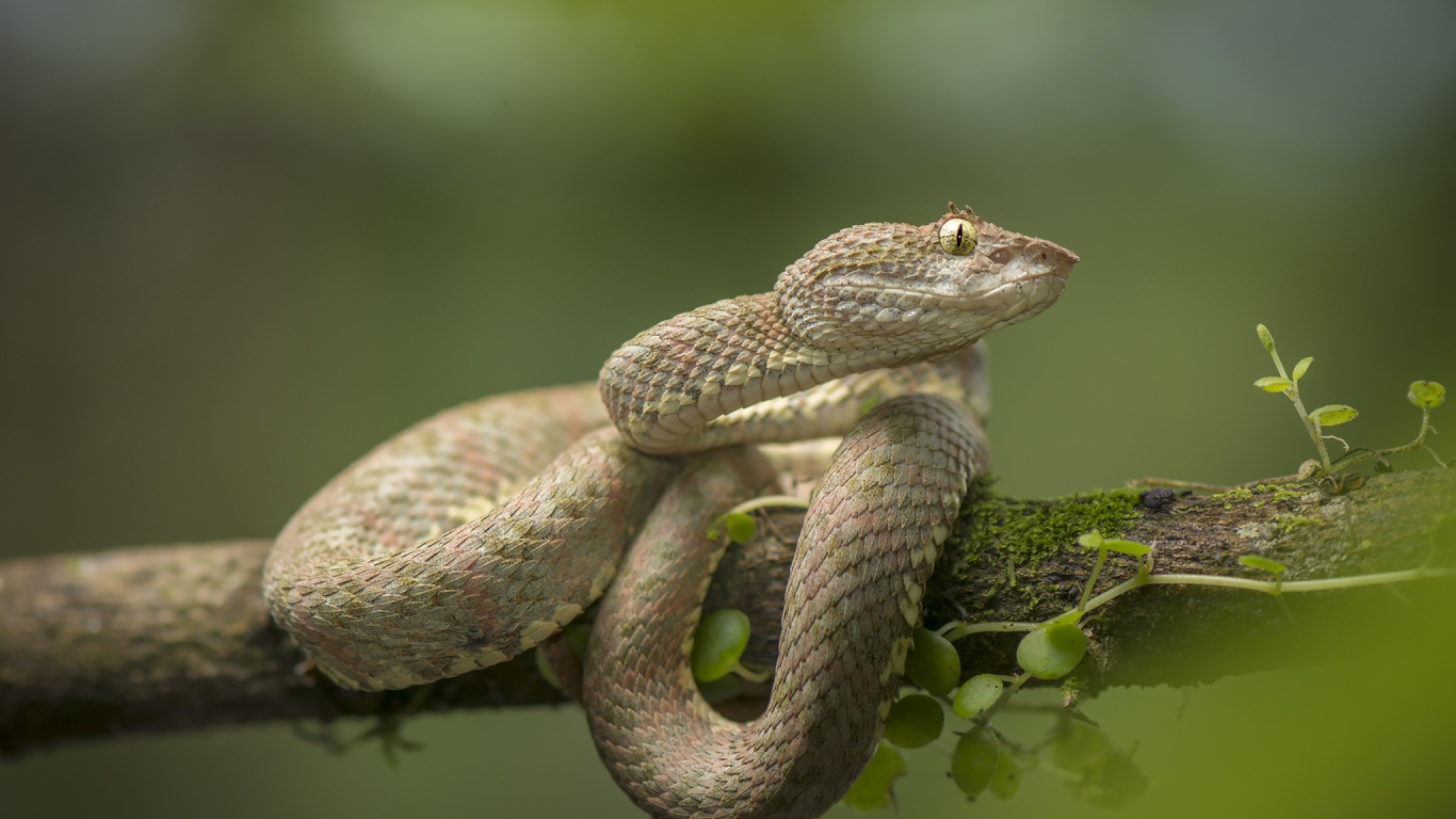 Ядовитая змея цепкохвостый ботропс Шлегеля на ветке дерева
