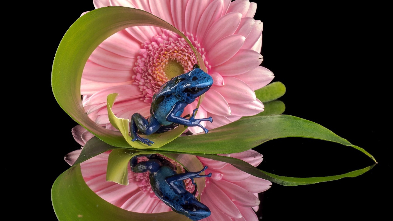 Синяя лягушка и герберы отражены в зеркальной поверхности стола