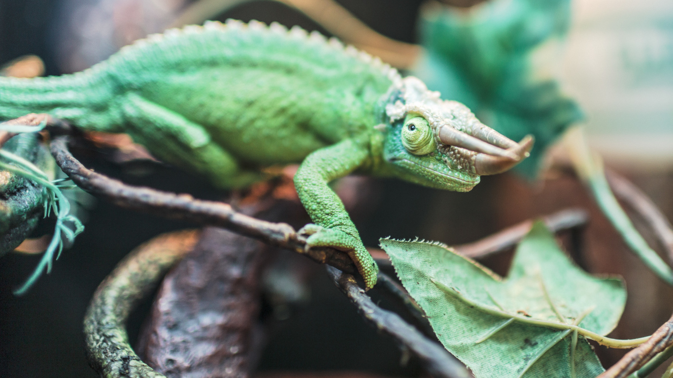 Зеленый хамелеон Джексона на ветке 