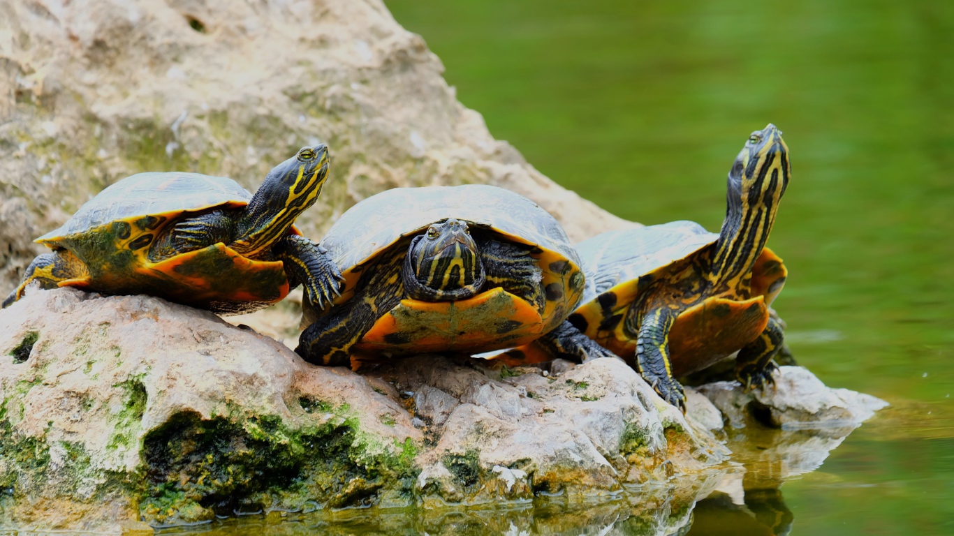 Три черепахи на камне у водоема 