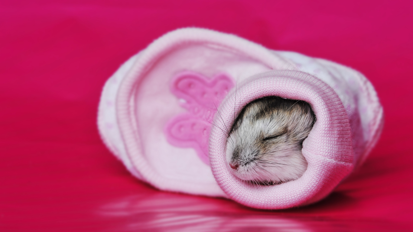 Маленький милый хомяк спит в розовом носке