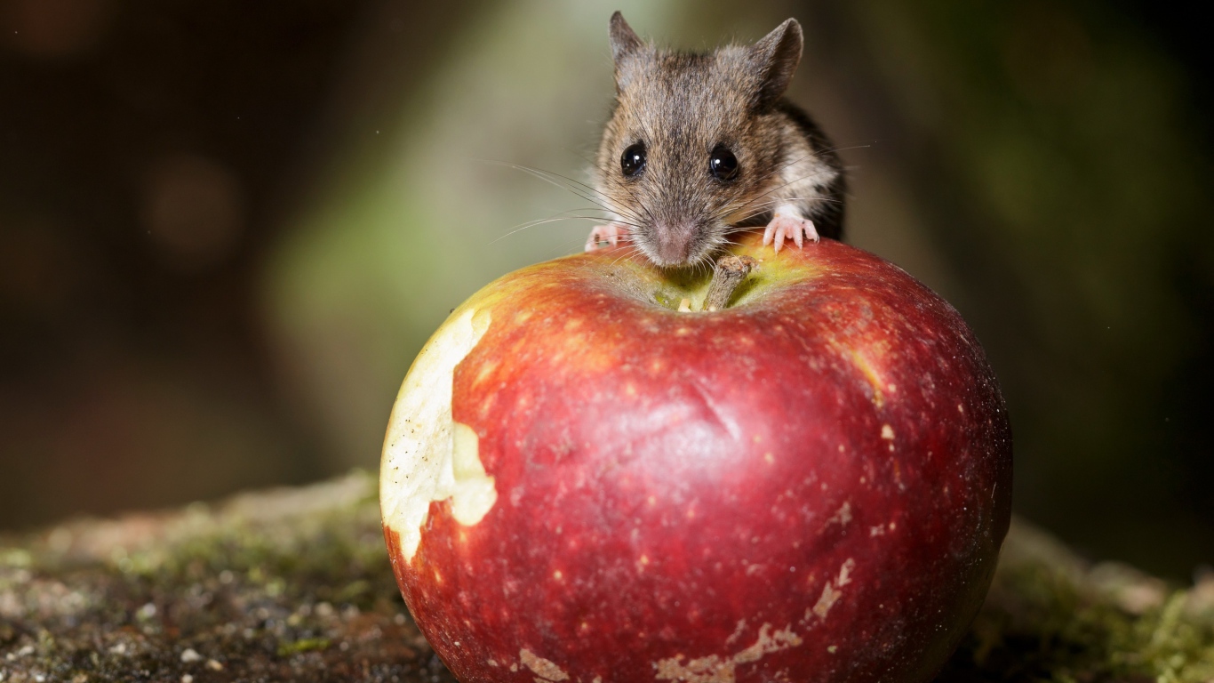 Маленький мышонок сидит на большом красном яблоке 
