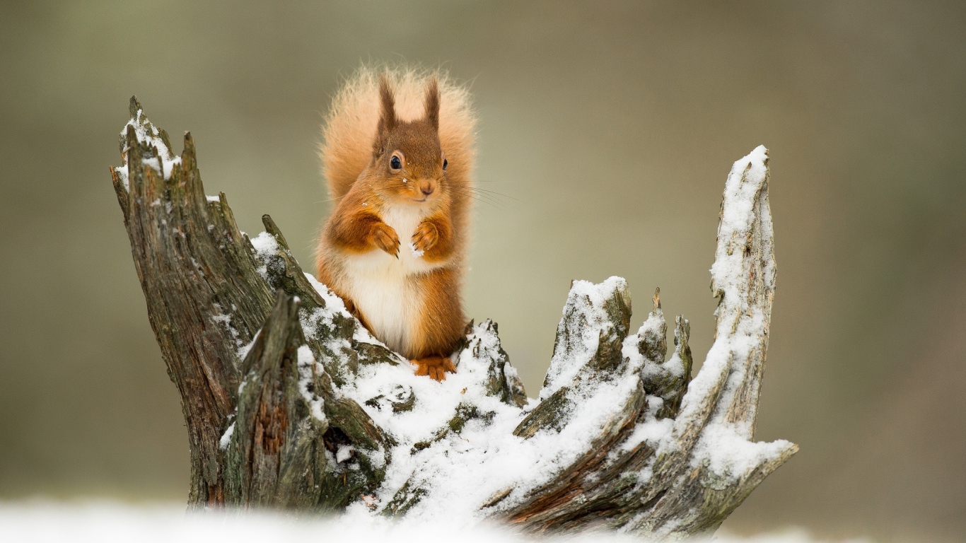 Маленькая рыжая белка сидит на заснеженной коряге 