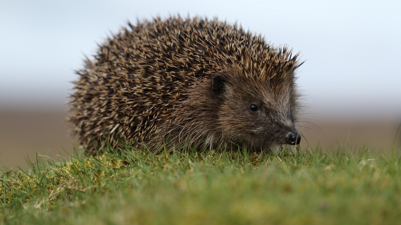 Большой колючий ежик в зеленой траве 