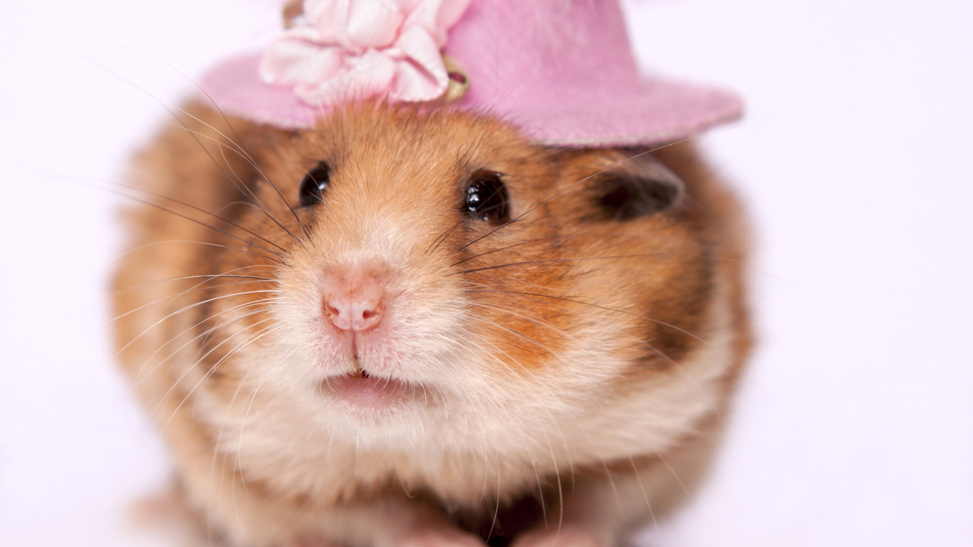 Забавный хомяк в шляпке на белом фоне