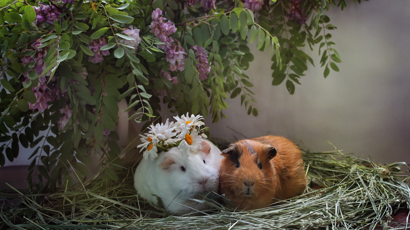 Две морские свинки в гнезде из сена