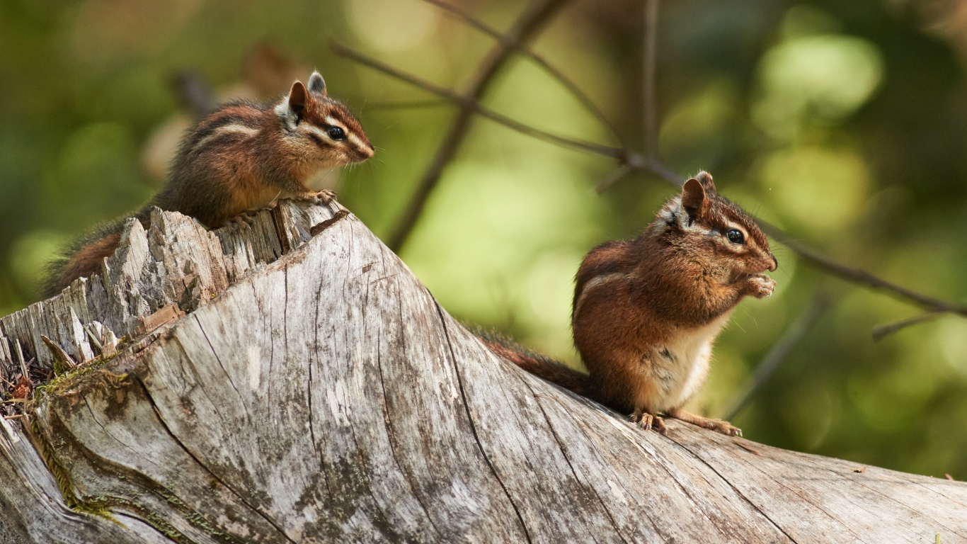 Два маленьких бурундука сидят на сухом дереве 