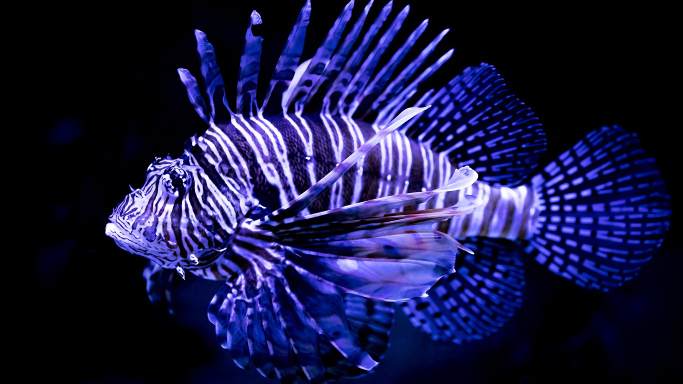 Яркая расцветка рыбы крылатки 