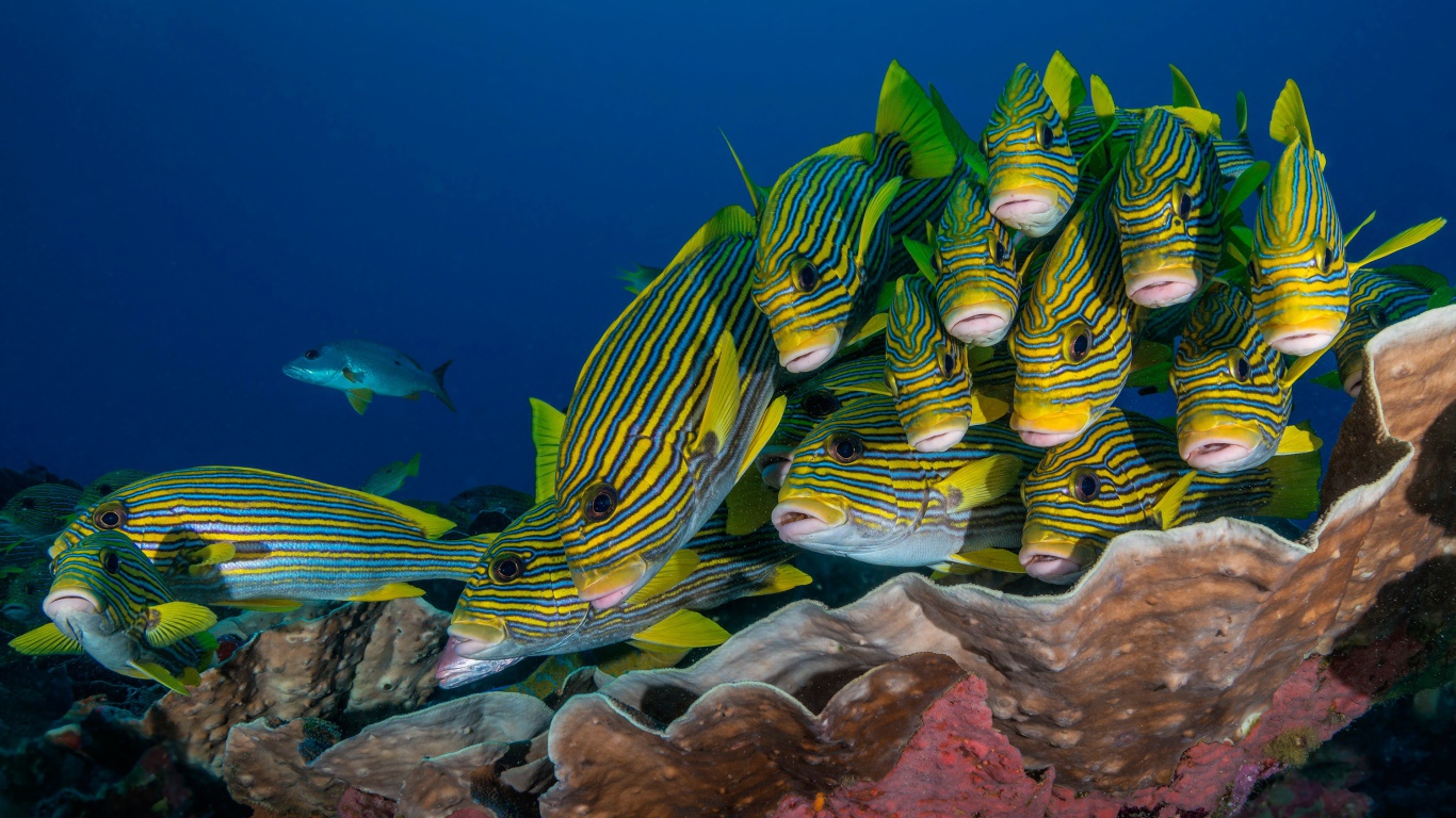 Косяк разноцветных рыб под водой
