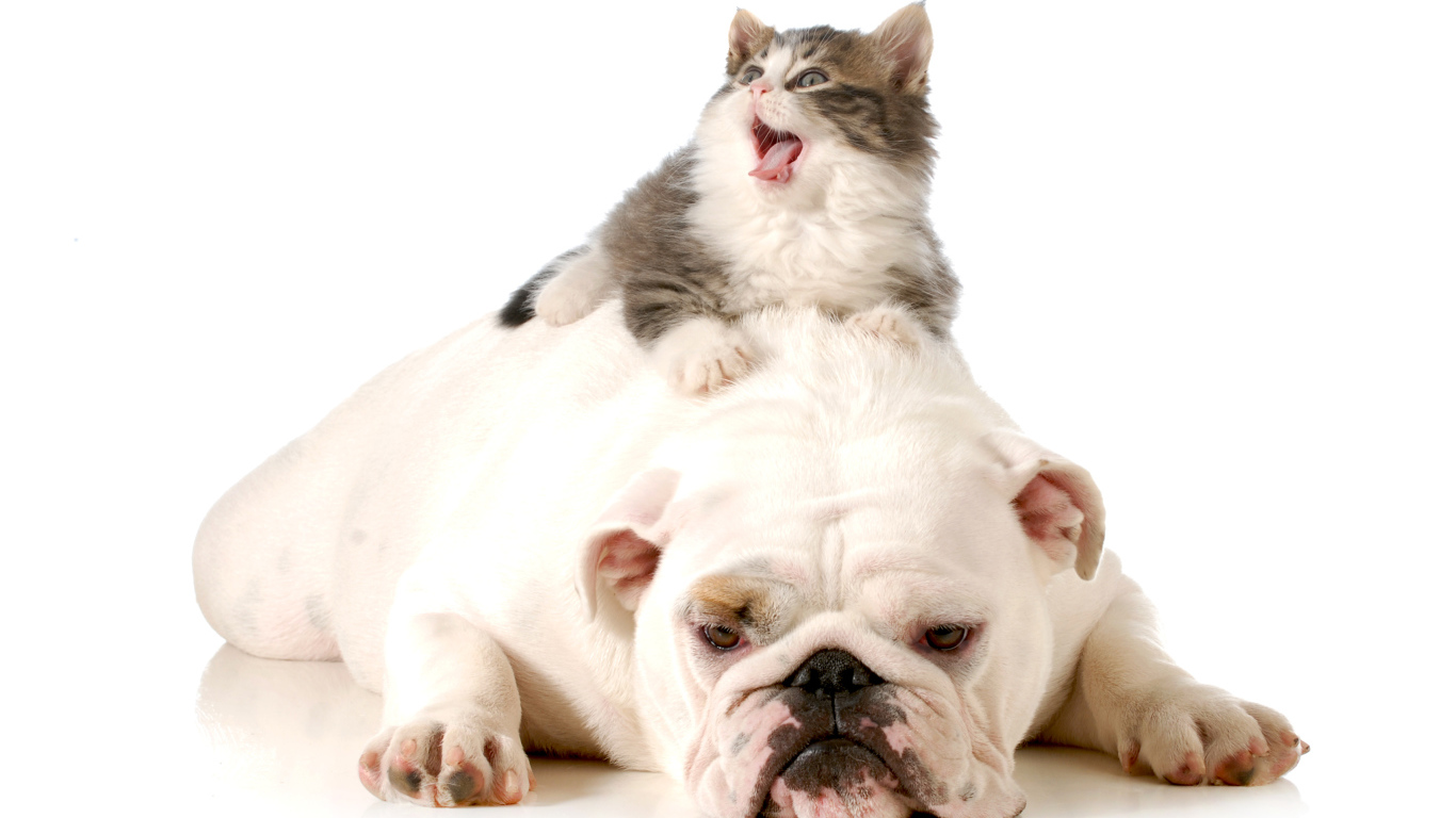 Маленький котенок лежит на грустном английском бульдоге