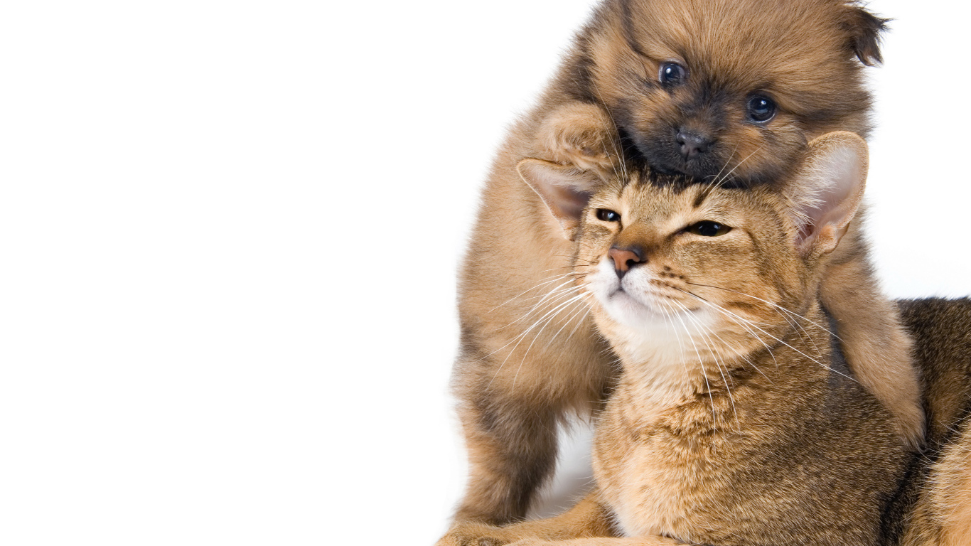 Маленький щенок играет с котом на белом фоне 