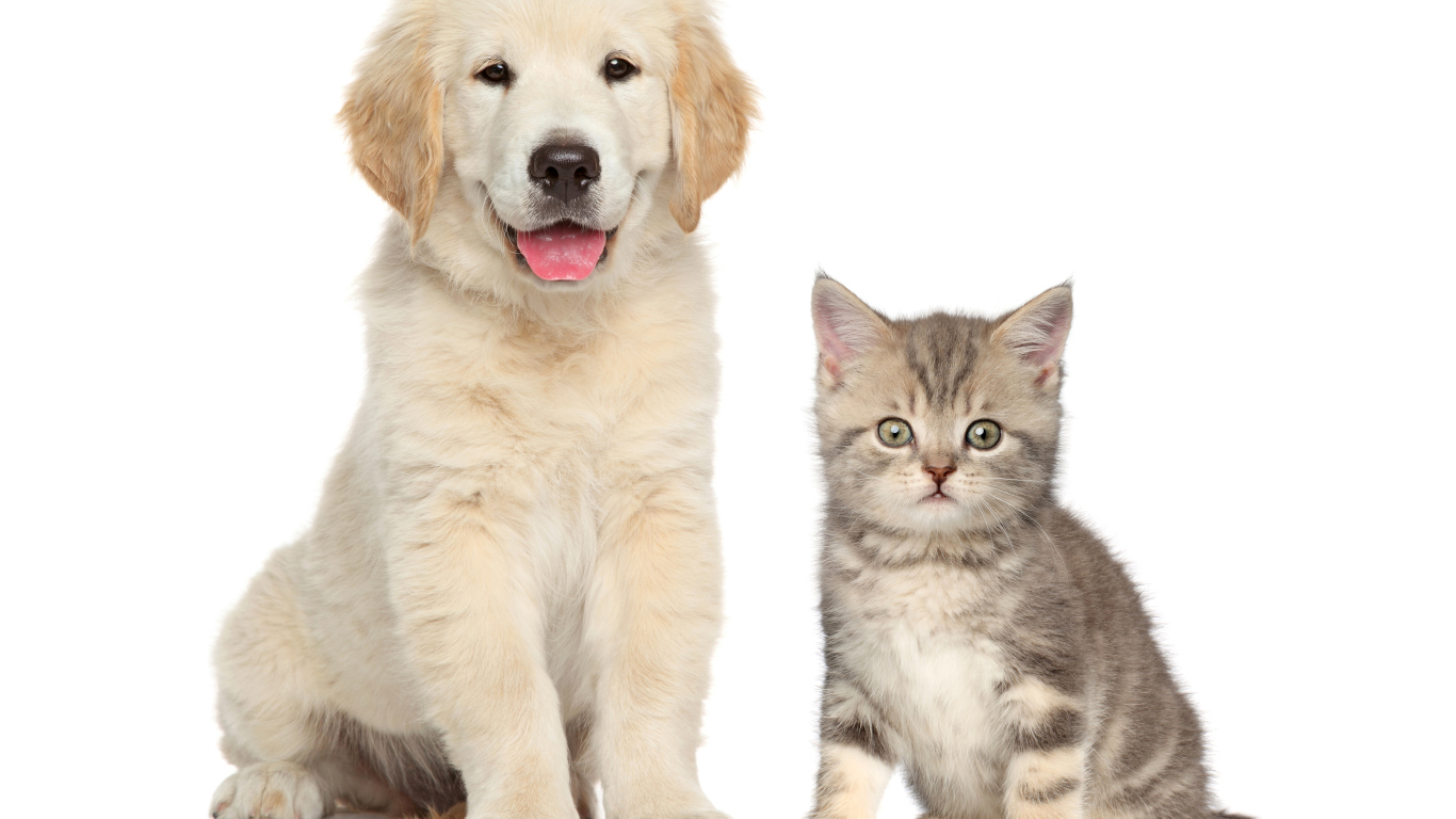 Щенок золотистого ретривера и серый котенок на белом фоне