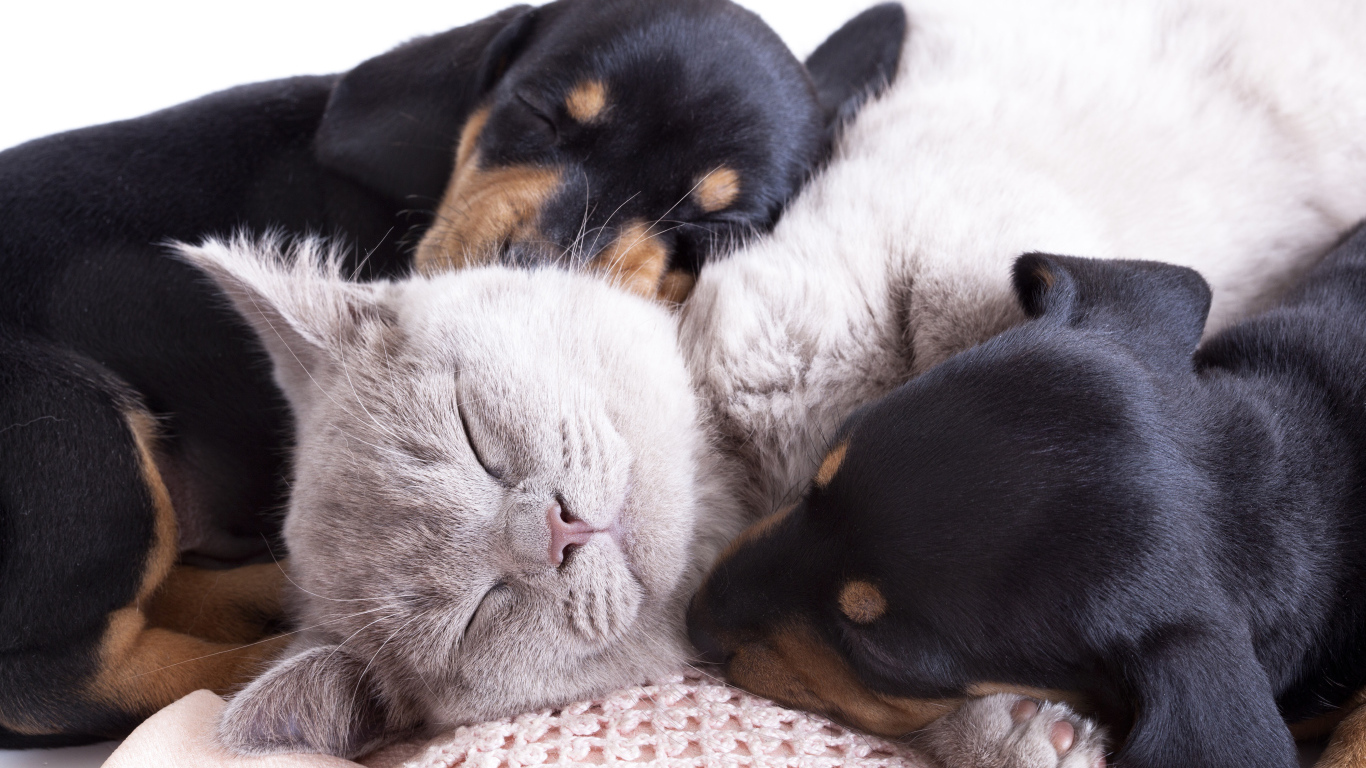 Маленькие спящие щенята и котенок 