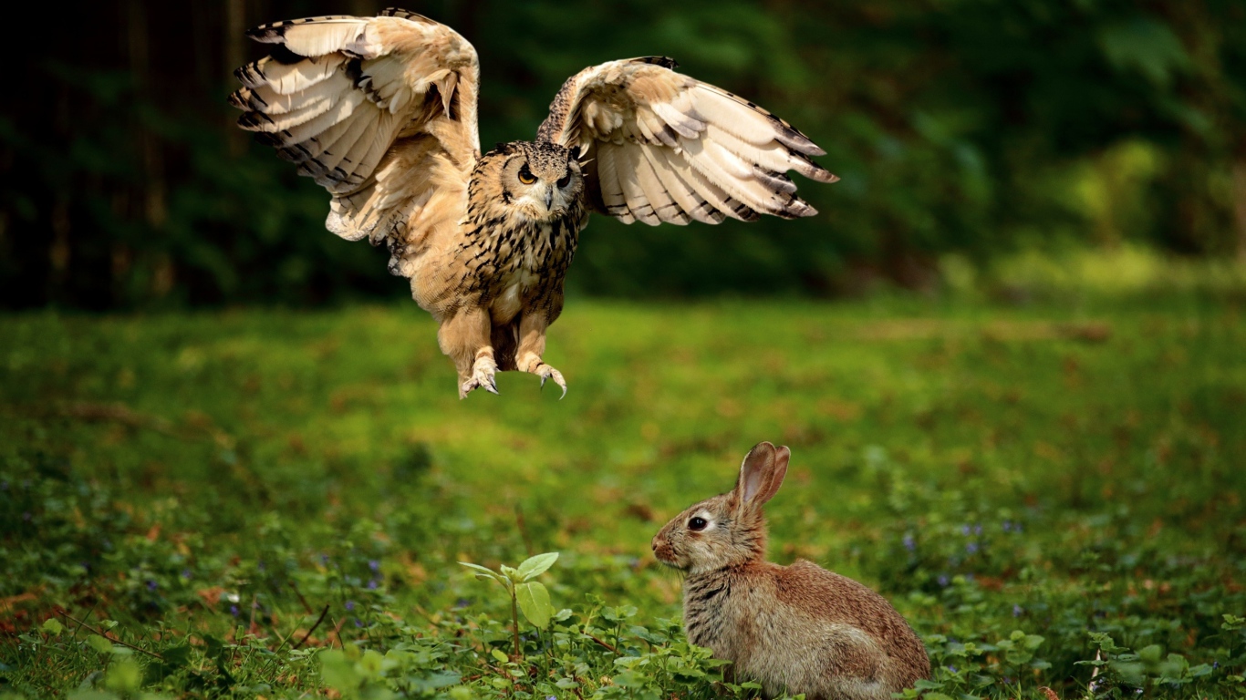 Хищная сова охотится на серого зайца
