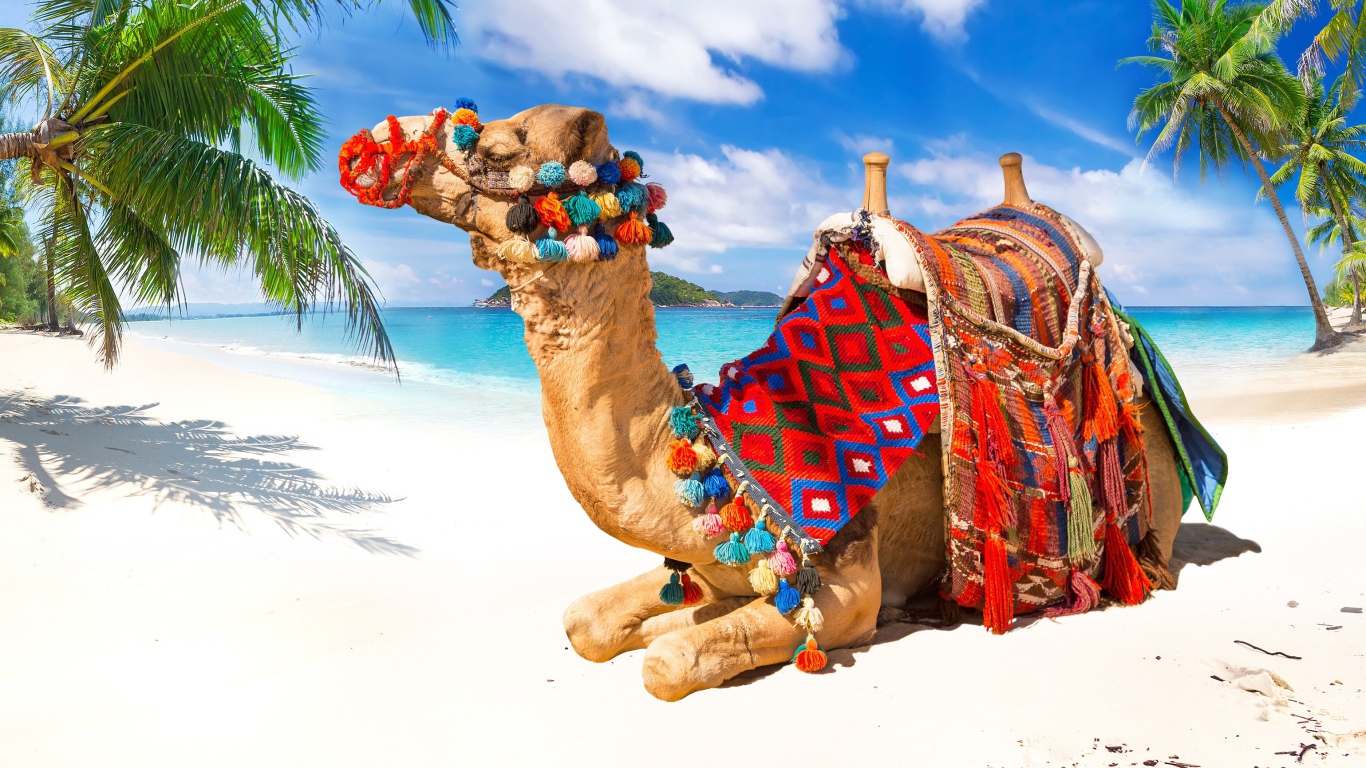 Верблюд лежит на белом песке под красивым голубым небом в тропиках