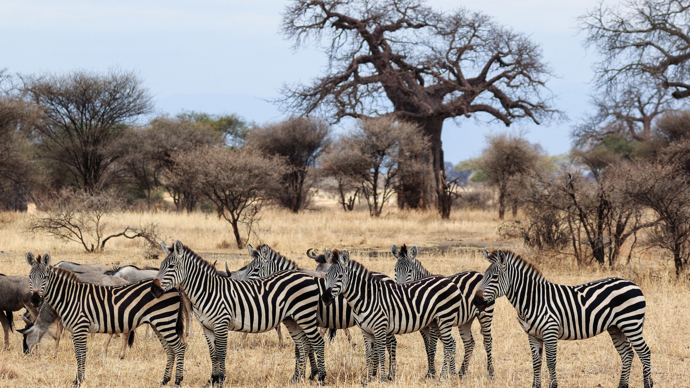 Стадо зебр пасется в африканской саванне