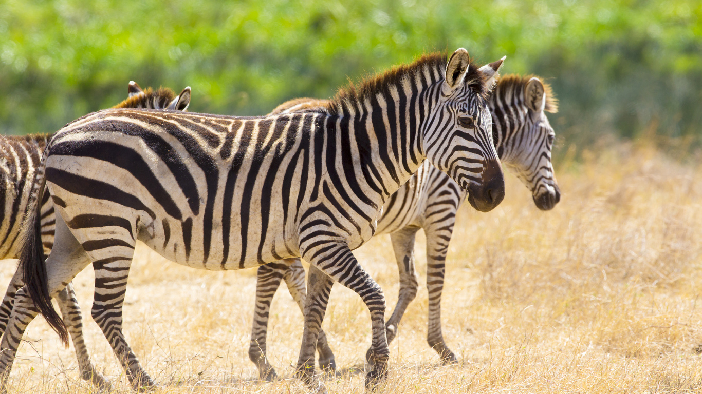 Полосатые зебры гуляют по сухой траве