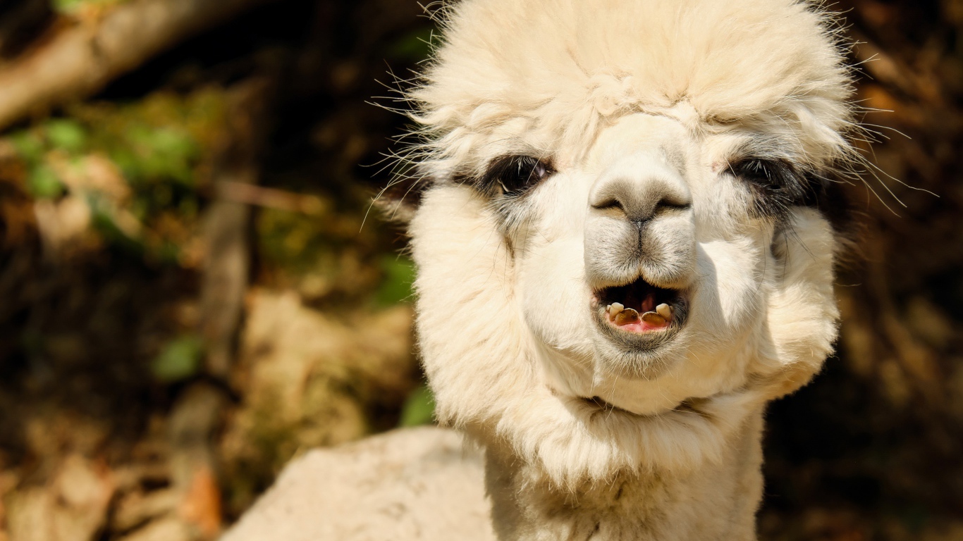 Белый детеныш Альпака