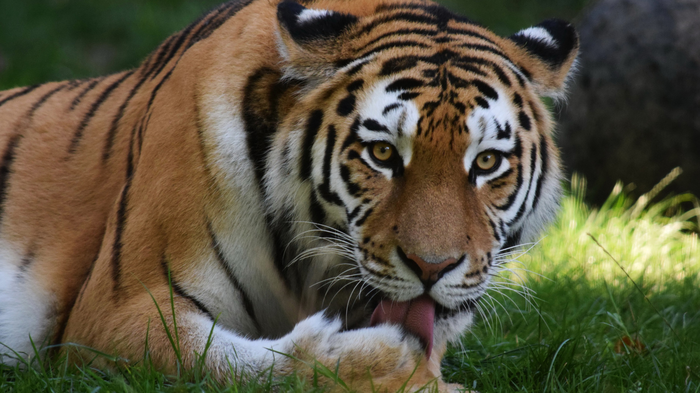 Большой тигр облизывает лапу