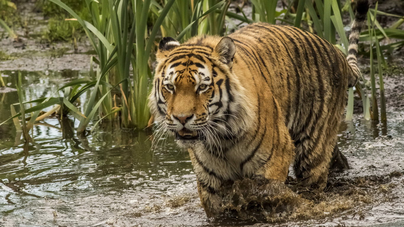 Большой тигр идет по грязной воде 