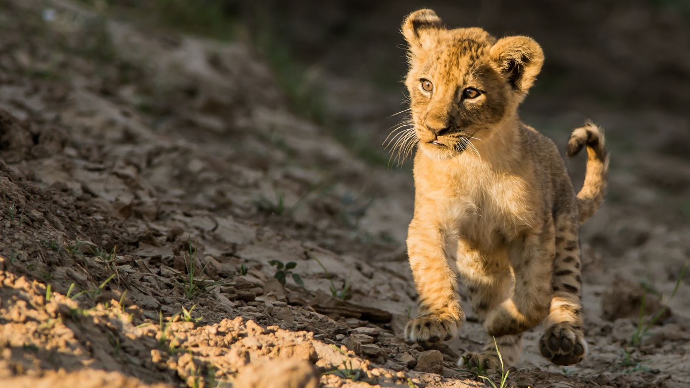 Маленький львенок бежит по земле