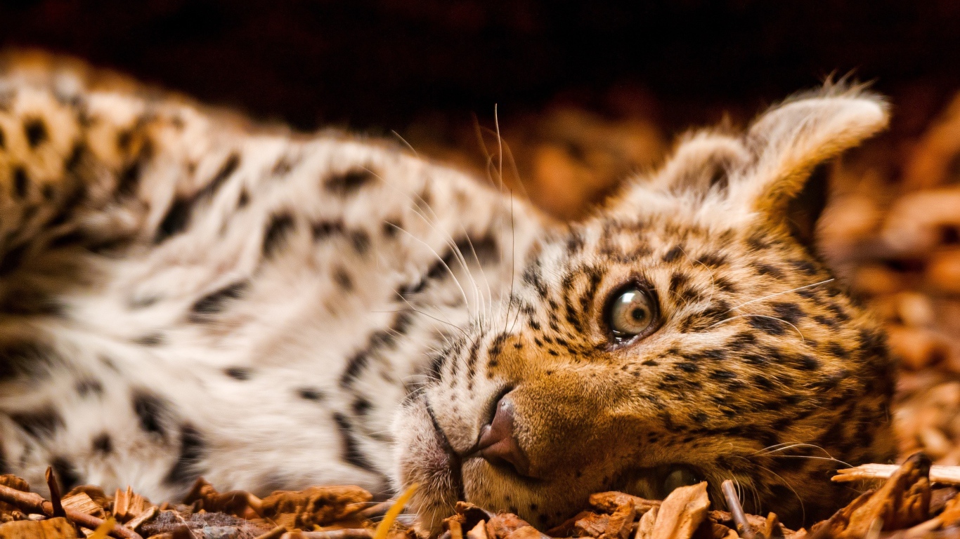 Маленький грустный ягуар