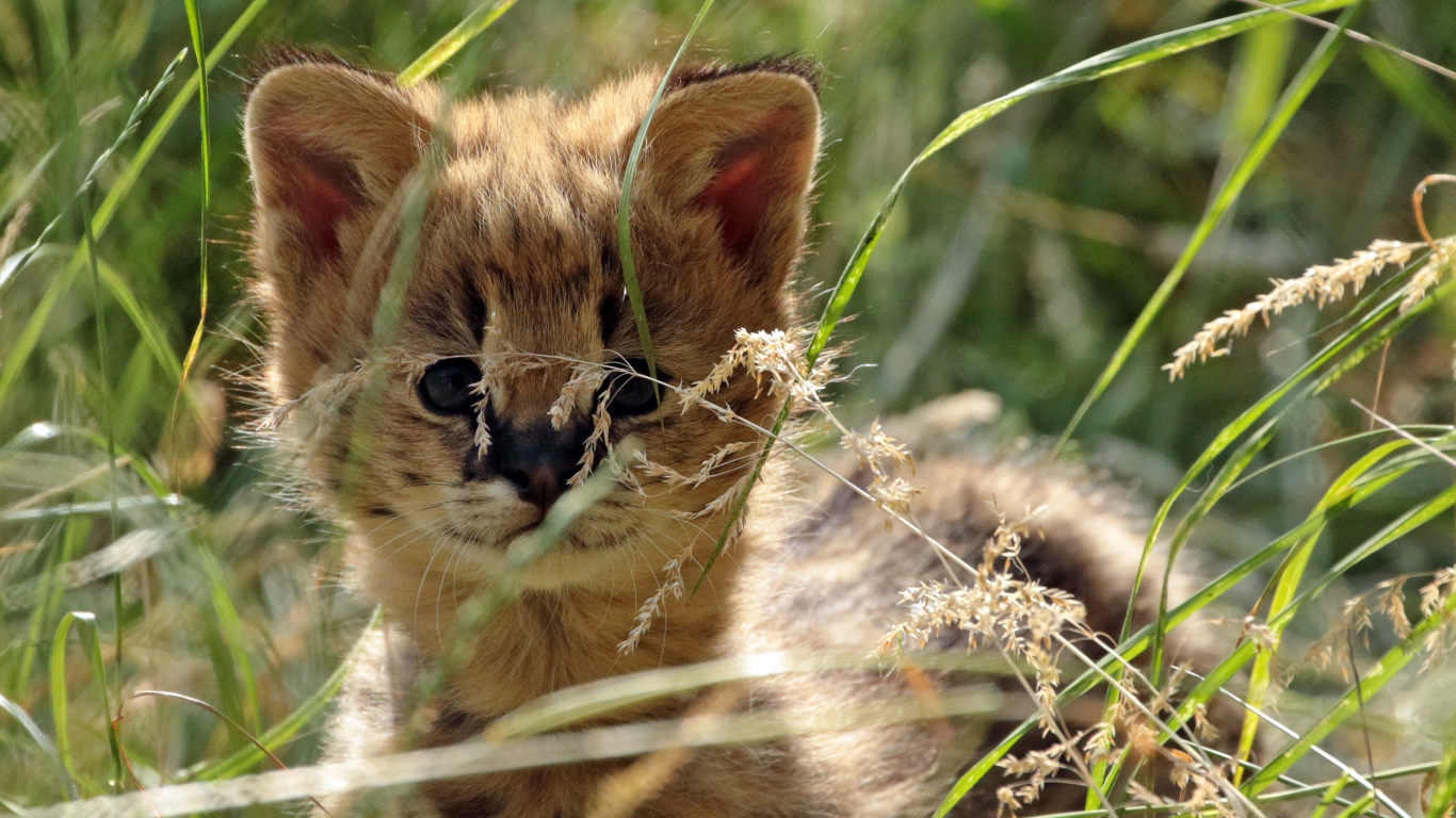Маленький сервал прячется в траве